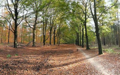 Fraaie herfstwandeling bij Hollandsche Rading