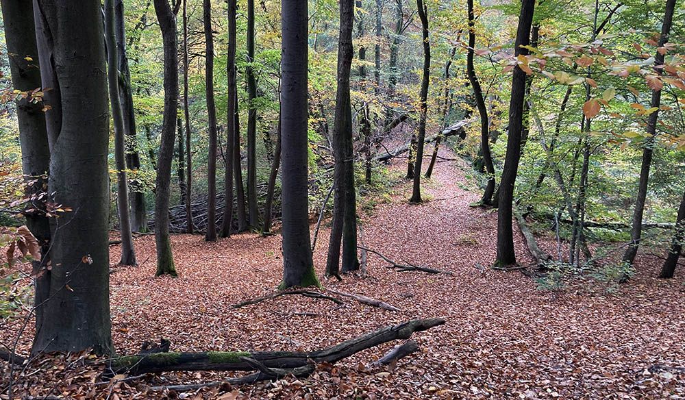 Hersftbos tussen Berg en Dal en Beek-Ubbergen