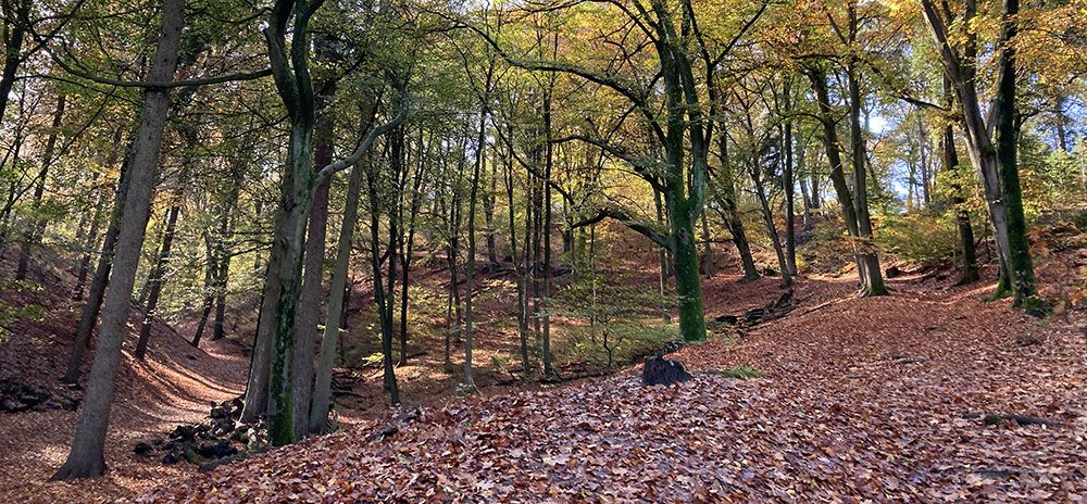 Kastanjebos bij Beek-Ubbergen