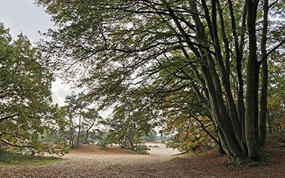 Trage herfsttocht bij Soest en de Soester Duinen