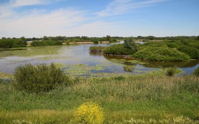 Wandeling bij Zaltbommel en de Hurwenense uiterwaarden