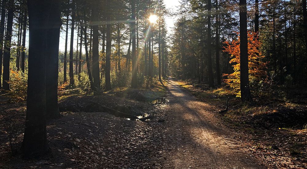 Bospad in het Zwolse Bos