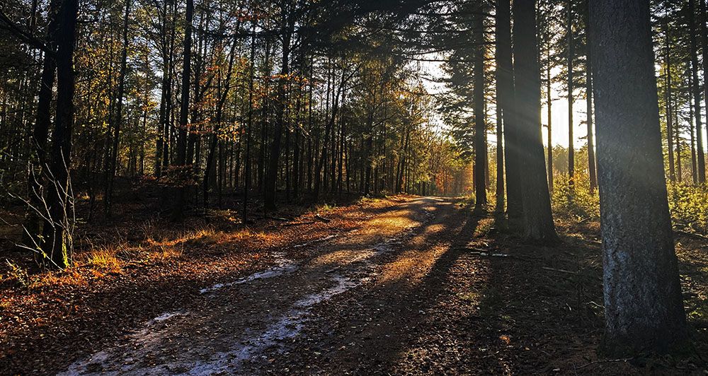 Bospad door het Zwolse bos