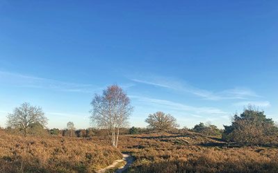 Onvervalst mooie bos- en heidewandeling bij Wapenveld