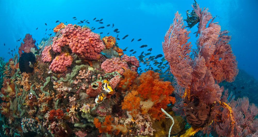 Koralen van de Malediven