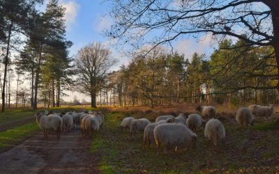 Wandeling in Nationaal Park Dwingelderveld vanuit Spier