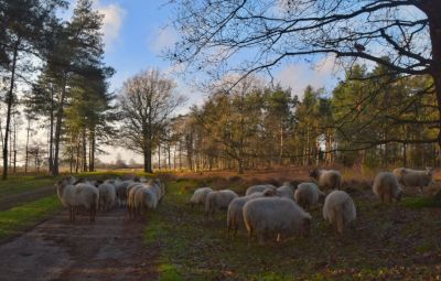 Wandeling in Nationaal Park Dwingelderveld vanuit Spier