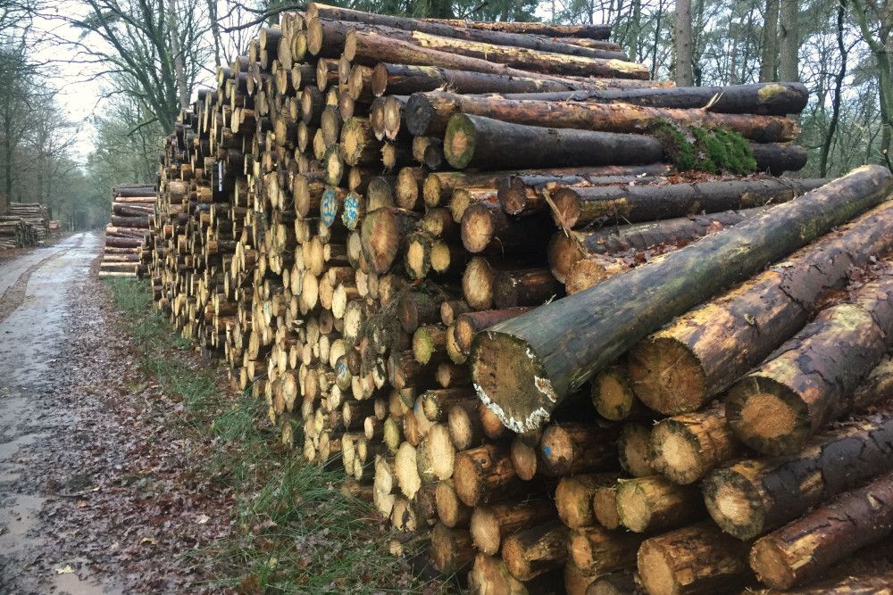 Houtkap bij het Dwingelderveld