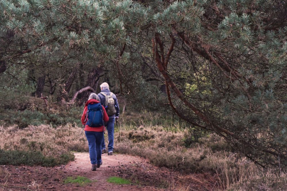 Wandelaar bij jeneverbesstruweel