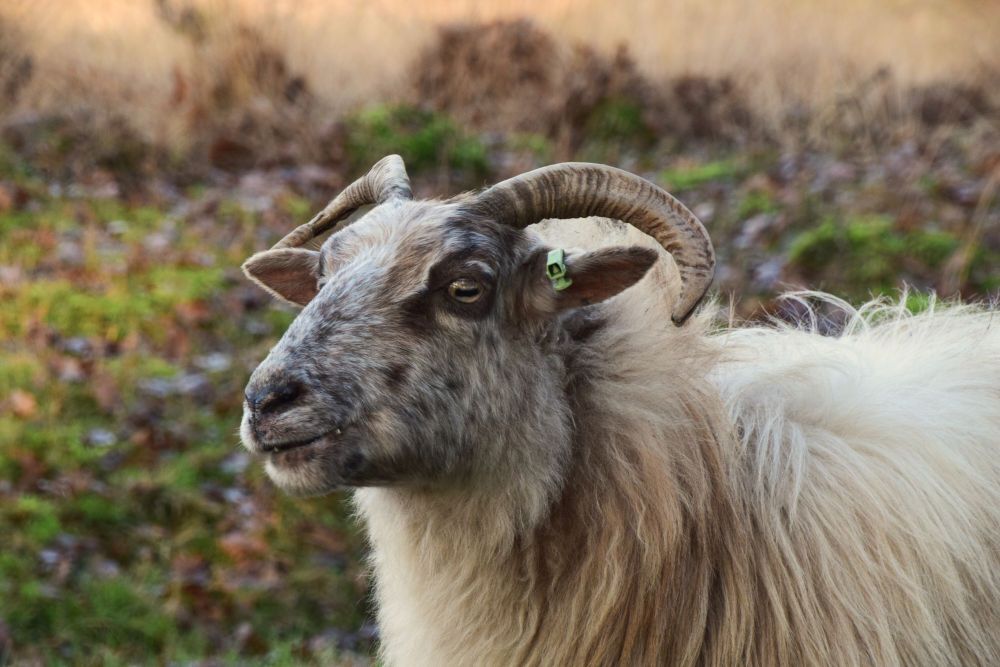 Schaap op het Dwingelderveld