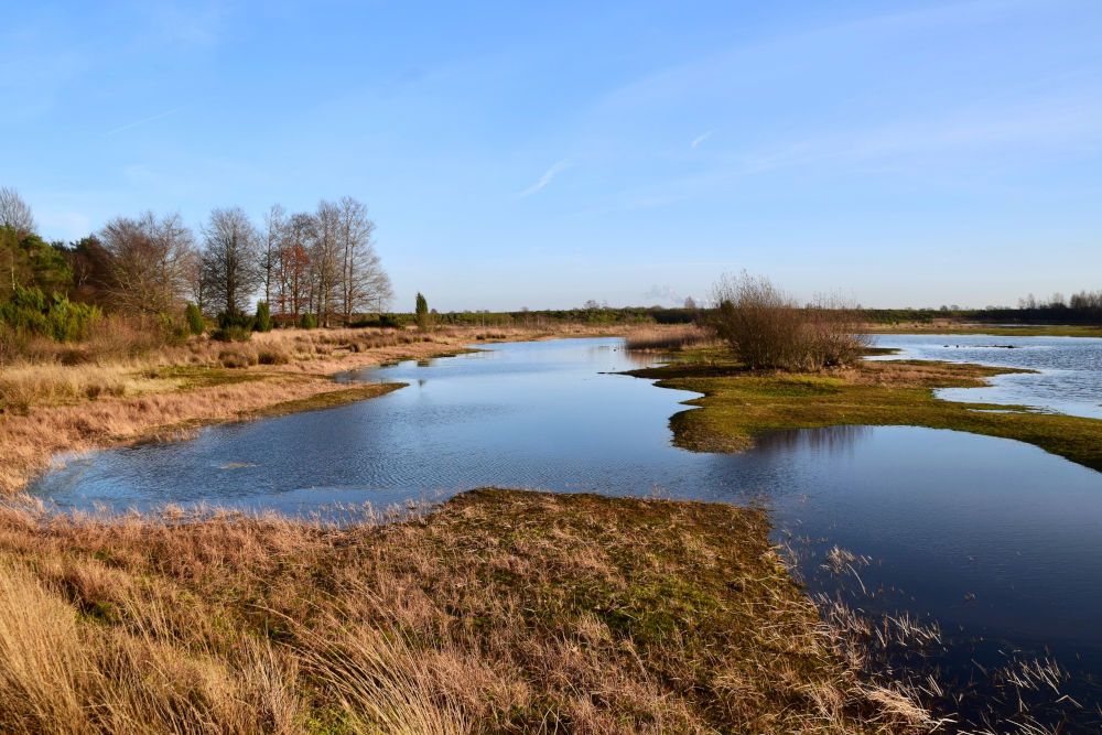 Ven bij het Dwingelderveld