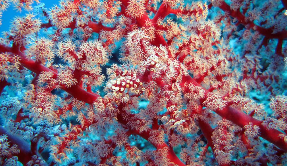 Zachte koralen in Raja Ampat, Indonesië