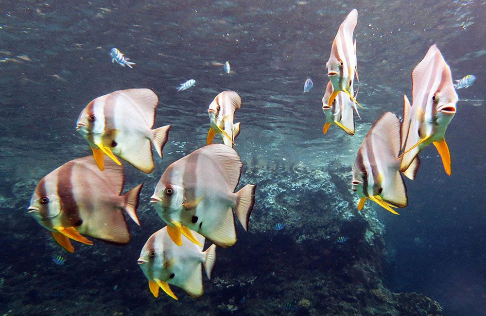 Zachte koralen in Raja Ampat, Indonesië