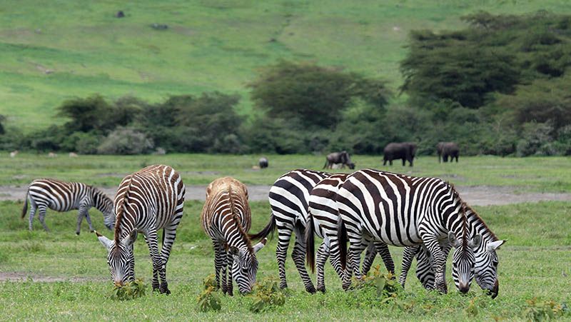 Zebra's in Ngorongoro, Tanzania