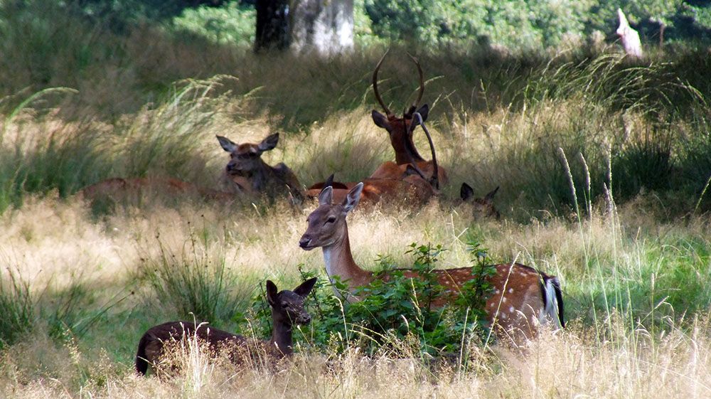 Herten op de veluwe