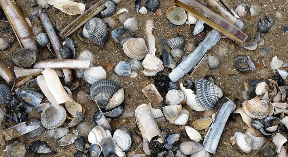 Schelpen op de Wadden