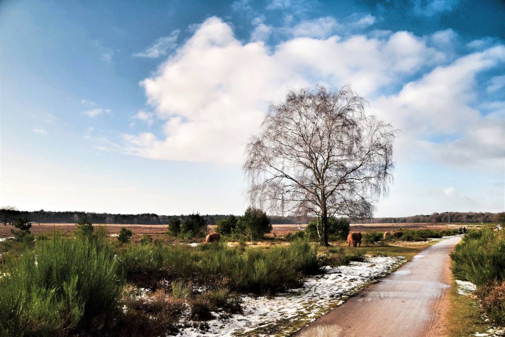 grijsopreis-nederland-highlight-heide-laren-hilversum-westerheide-mobiel
