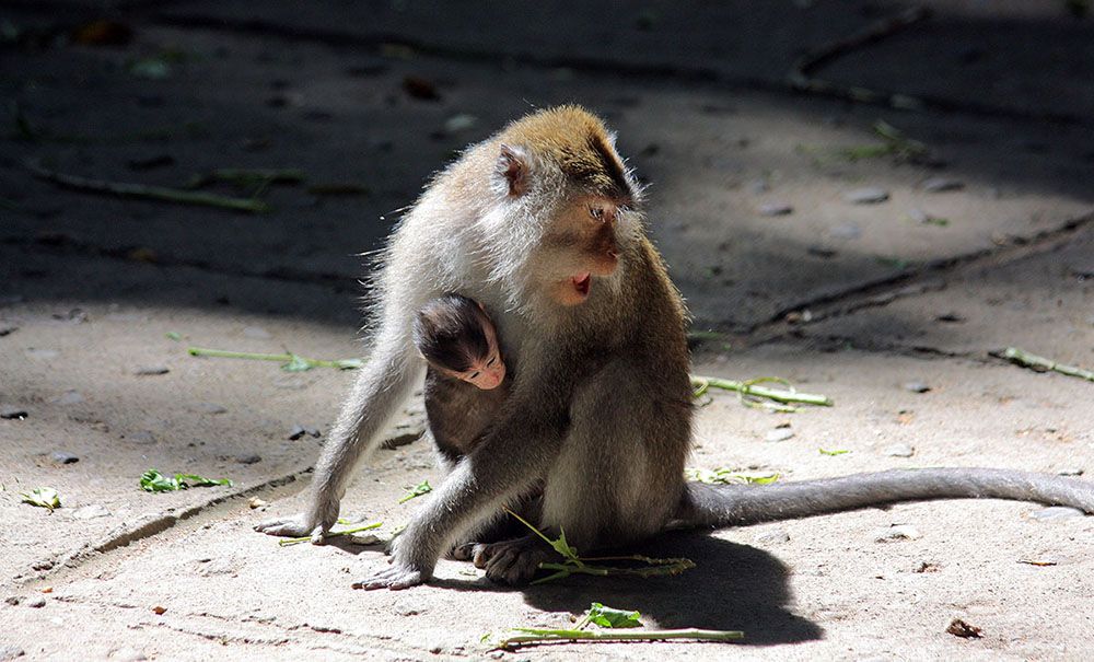 Kijk uit voor apen - Monkey Forest op Bali