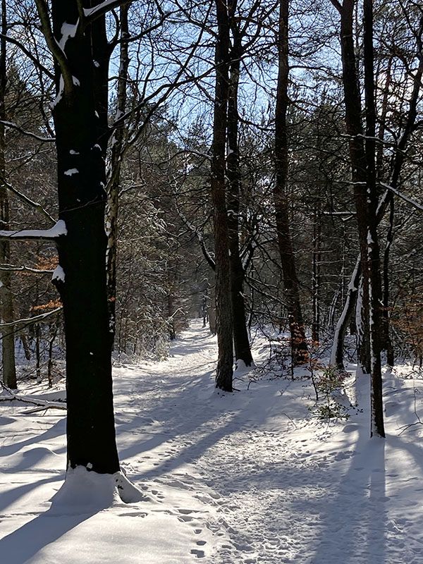 Winterwandeling door de Kaapse Bossen