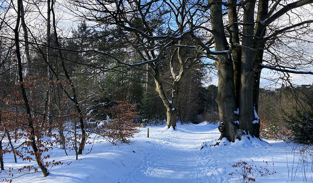 Wandeling door de Kaapse Bossen bij Doorn en Maarn