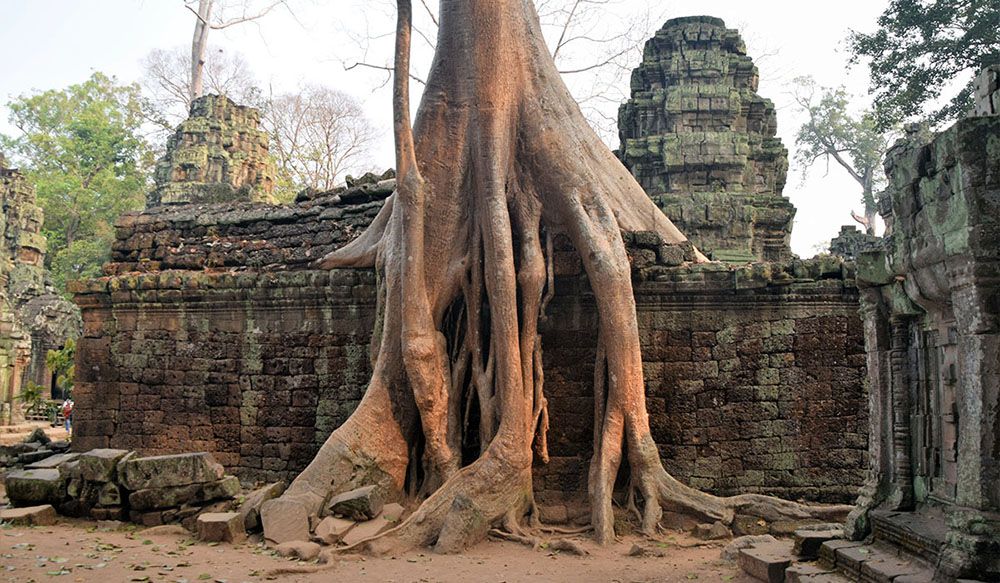 Door enorme boom overwoekende tempel bij Angkor Wat.