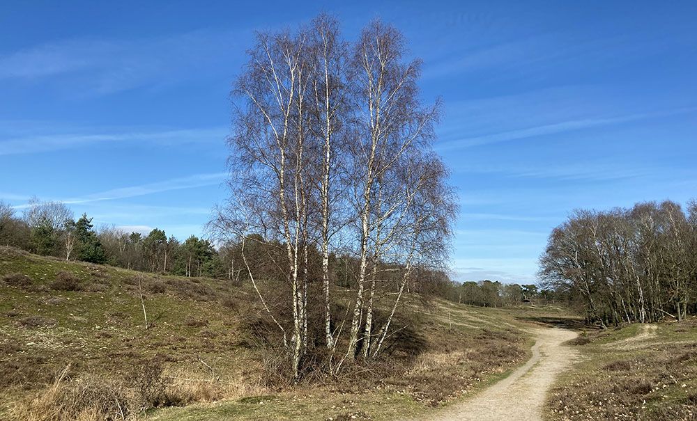 Begin van de wandeling door De Maasduinen