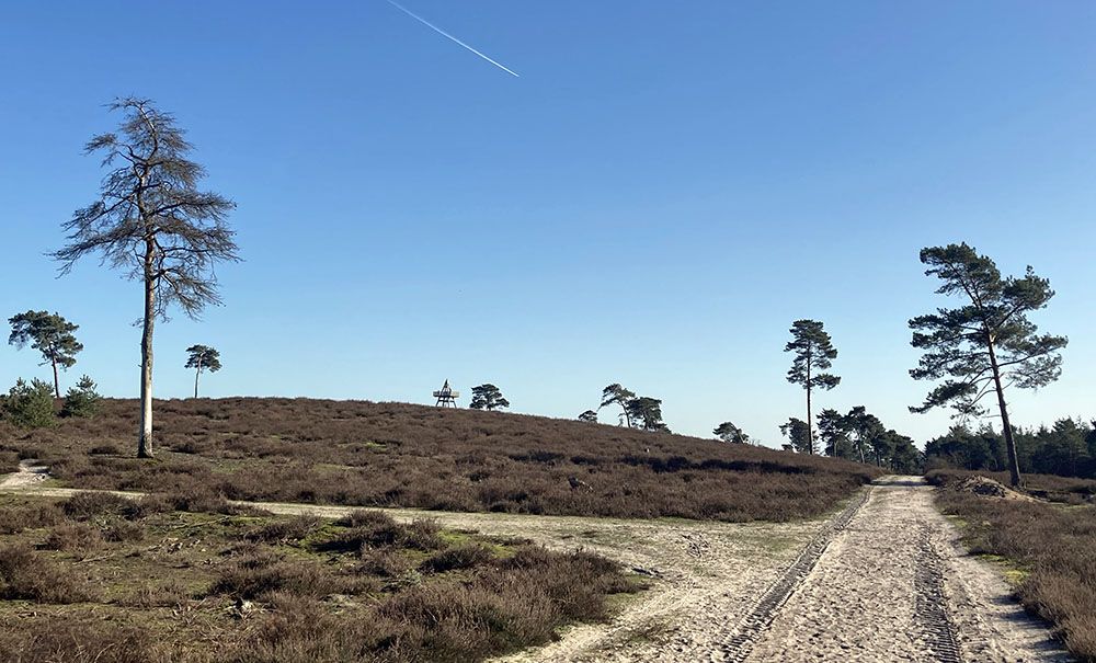 Heide in NP De Maasduinen