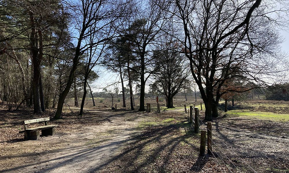 Loof- en naaldbossen in NP De Maasduinen