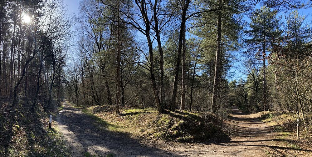 Loof- en naaldbossen in NP De Maasduinen