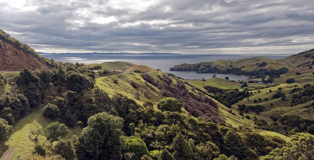 Glooiend, heuvelachtig landschap bij de Coromandel op het Noordereiland van Nieuw-Zeeland