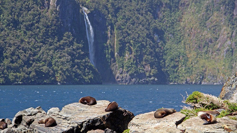 zeeleeuwen bij de Milford Sound, Nieuw-Zeeland