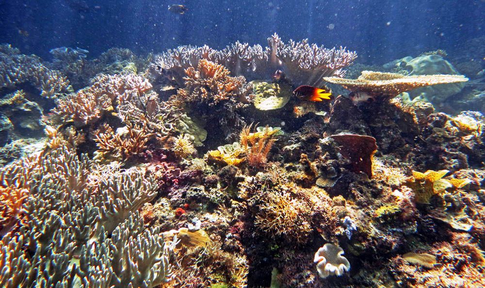 Koraal bij Raja Ampat, Indonesië