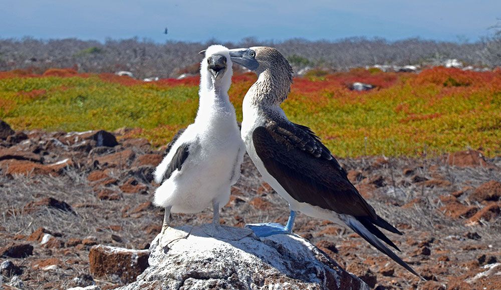 Blue footed booby met jong op de galapagos eilanden in Ecuador