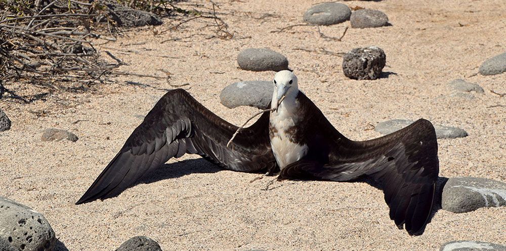 Vogel droogt vleugels op galapagos eilanden.