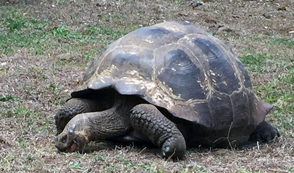 Schildpad op de Galapagos eilanden.