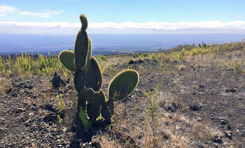 cactus met op achtergrond Sierra Negra op de galapagos eilanden.