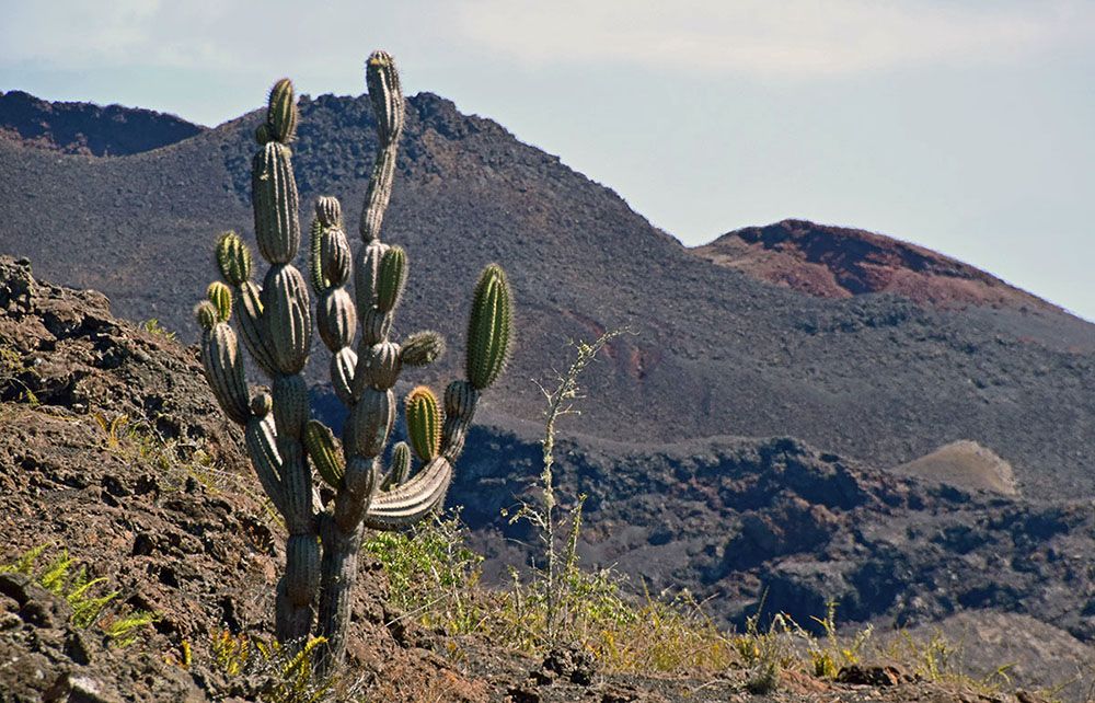 cactus in ruig landschap op de galapagos eilanden.