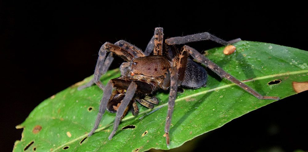 Spin op blad in de nacht in Cuyabeno Reserve.