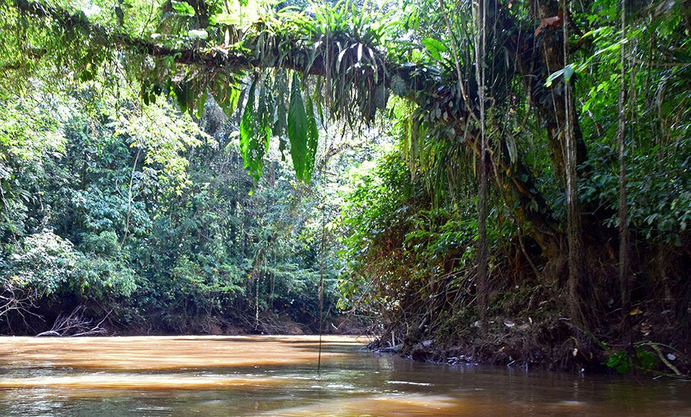 Rivier in het regenwoud bij Cuyabeno Reserve.