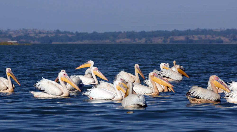 Pelikanen in Noord-Ethiopië