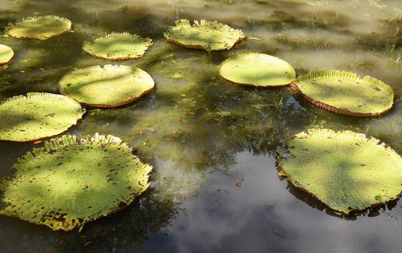 Lelies in Pamplemousses Botanical Garden