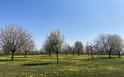 Bloesemwandeling bij het Zuid-Limburgse Margraten