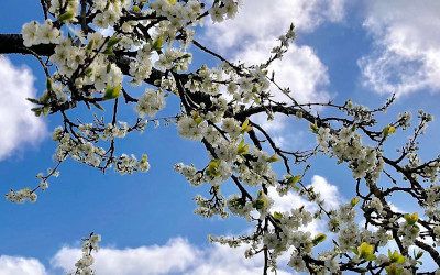 Wandeling langs de Linge: bloesempracht en slaperige dorpjes