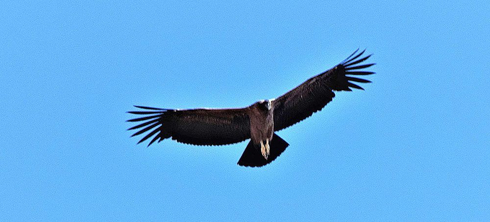 Condor met enorme spanwijdte bij de Colca Canyon