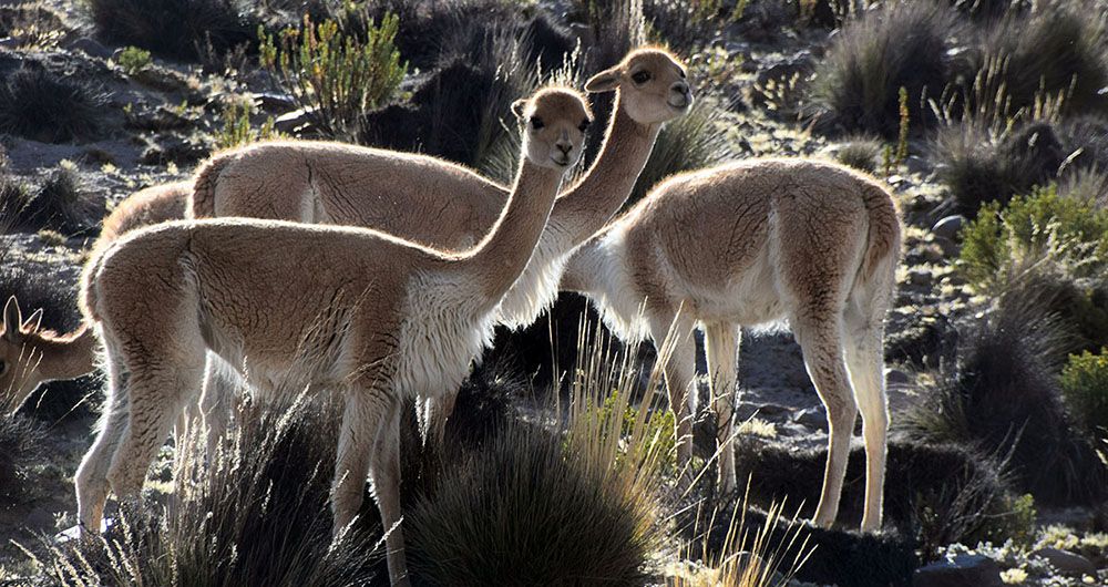 Drie vicuna's grazen bij de Colca Canyon