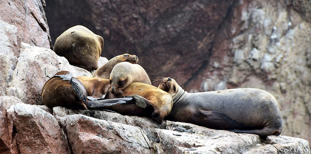 Zeehonden slapen op de rotsen van Islas Ballestas