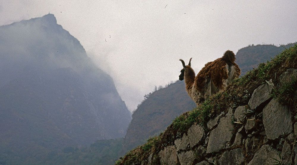 Een lama staat op de muur bij Machu Picchu