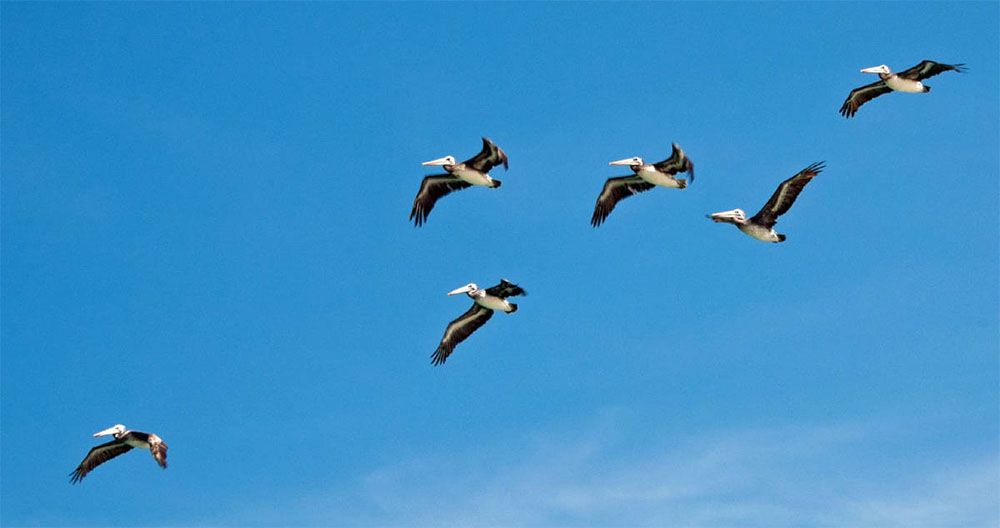 Een aantal pelikanen vliegt door de lucht bij Islas Ballestas