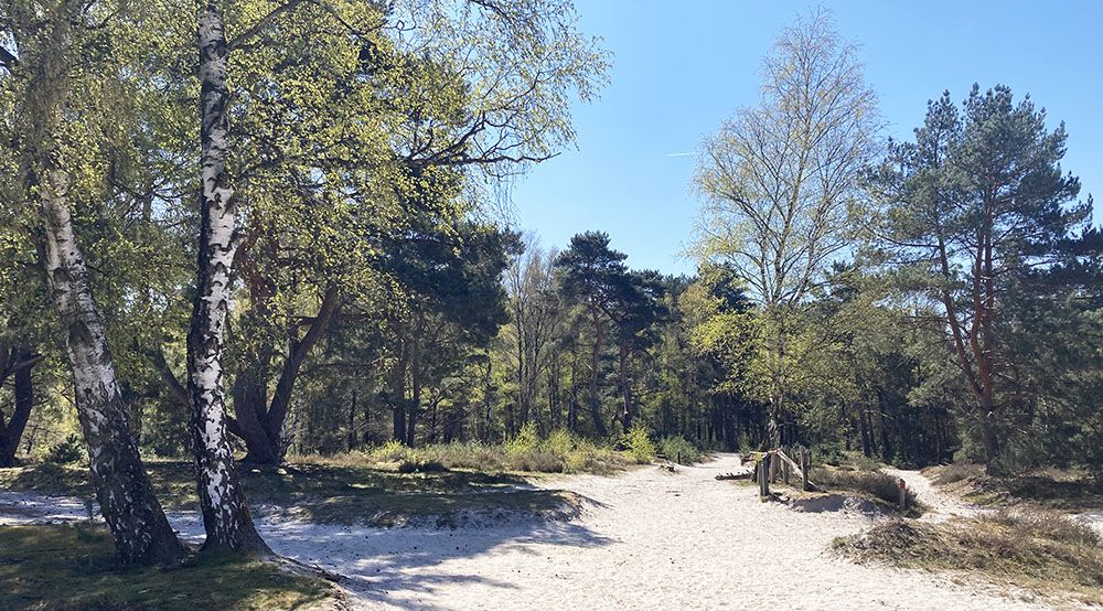 Gevarieerd bos bij de Brunssummerheide