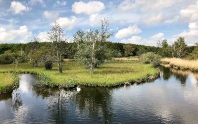 Wandeling bij Amstelveen: Amsterdamse Bos en de Poel